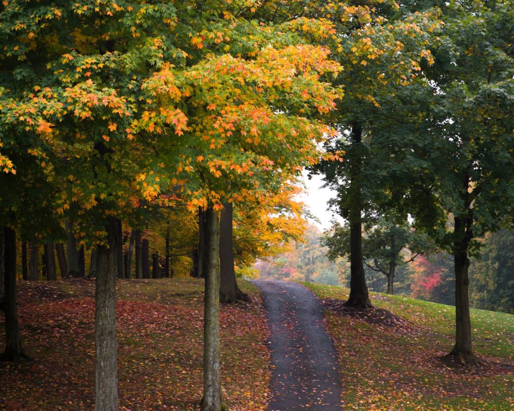 Chemin au milieu des arbres